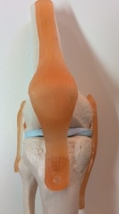 膝関節１