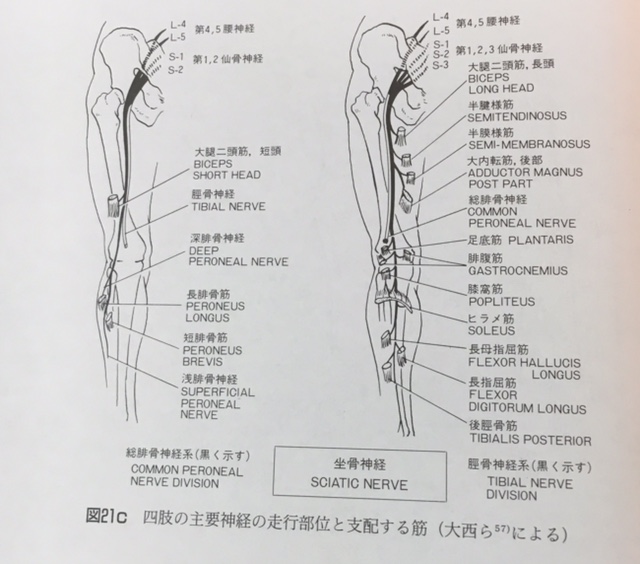 坐骨神経痛って何なの １ 草津市 整体とトレーニングジム併設 リハビリ整体 トレーニング Jump